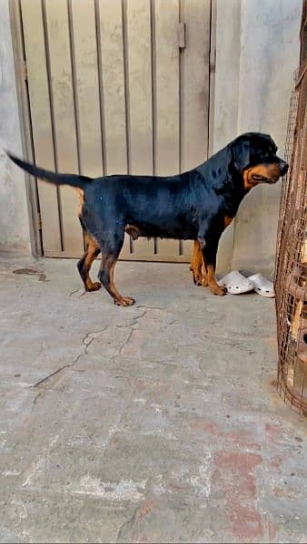 Rottweiler dog female 5