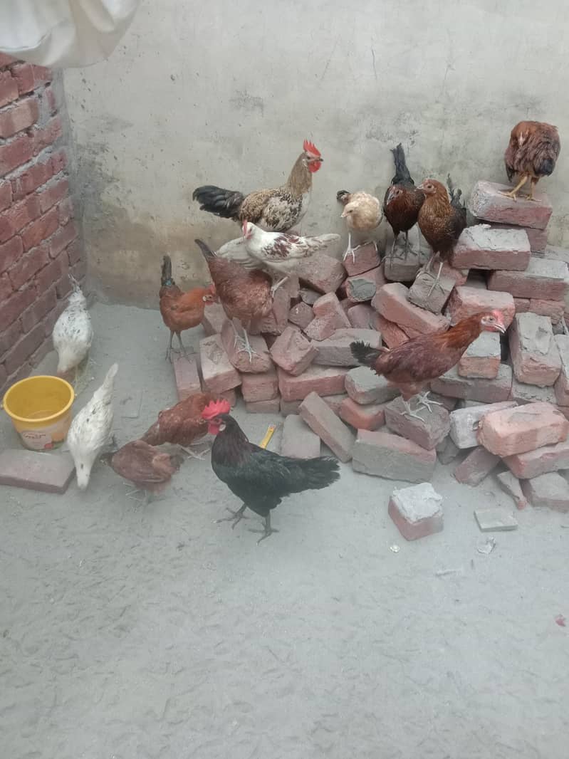 Hens for sale. Number  0302 4072460 0