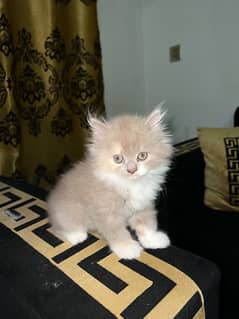 Pure persian female kitten