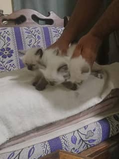 Himalayan kittens for sale