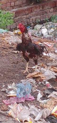 Aseel pair and one hen for sale