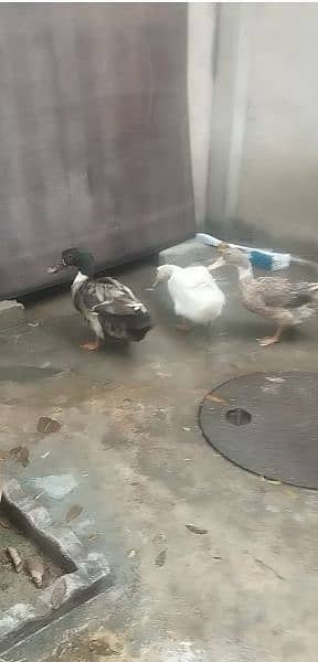 ducks for sale 0