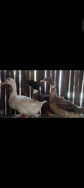 ducks for sale 1