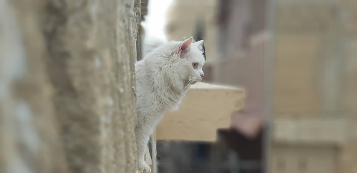 Persian male cat 2