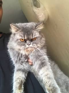 PERSIAN FRIENDLY CAT FOR SALE