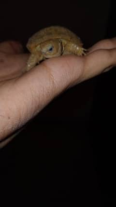cute baby russian tortoise
