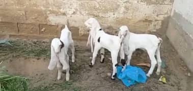 Gulabi Bakri Our 3 Bacchon Ka Sath For Sale Call"* 03124712598