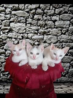 3 Kittens in White colour.