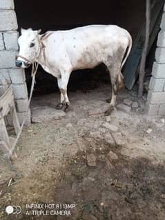 2 years cow for sale