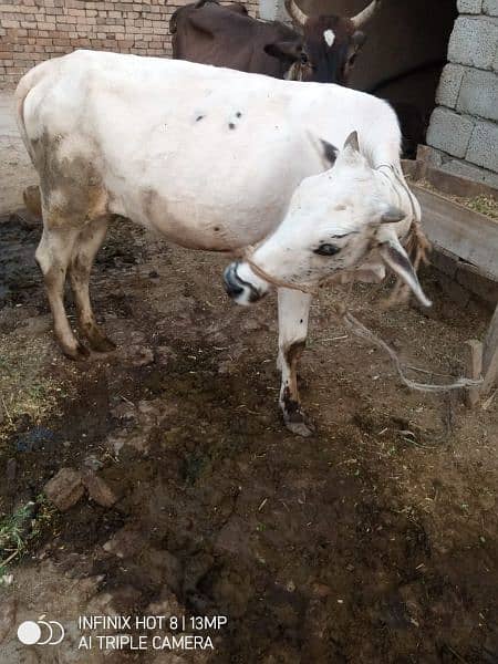 2 years cow for sale 1