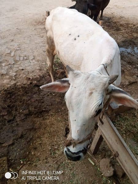 2 years cow for sale 2