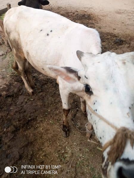 2 years cow for sale 3