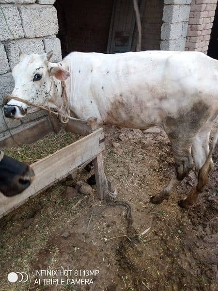 2 years cow for sale 4
