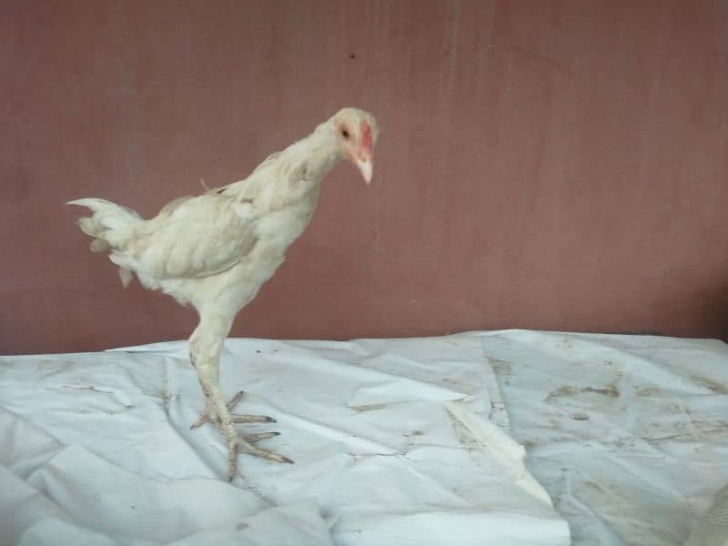 Heera aseel male for sale in good health 4