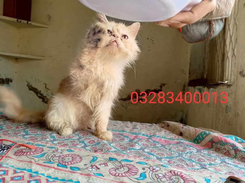 Cfa Peki bloodline peki/punch face male/female triple coated kittens 4