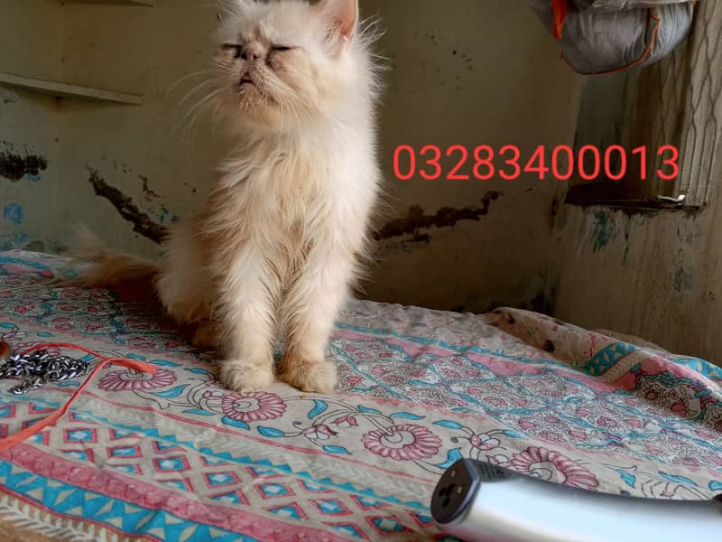 Cfa Peki bloodline peki/punch face male/female triple coated kittens 5