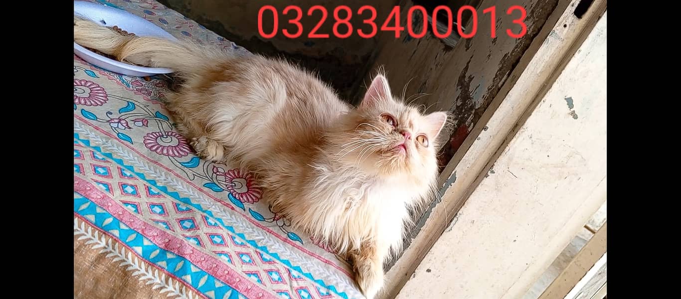 Cfa Peki bloodline peki/punch face male/female triple coated kittens 14