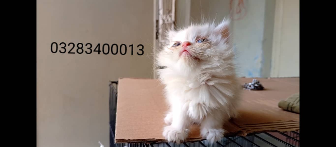 Cfa Peki bloodline peki/punch face male/female triple coated kittens 16