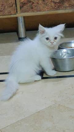 Male kitten for sale