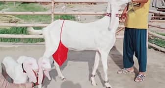 Rajanpuri Bakri our 2 Bacchon Ka Sath For Sale  Call "* 03207353182