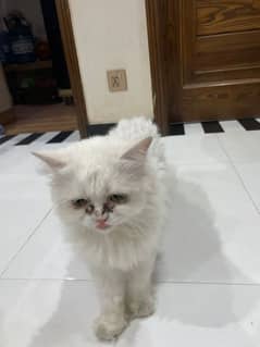 Persian Adult Cat