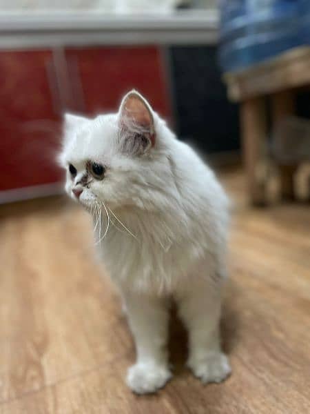 Persian Adult Cat 2