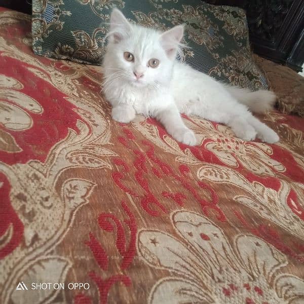 parsian cat fully vaccinated litter trained 0