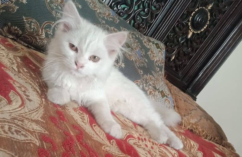 parsian cat fully vaccinated litter trained 1