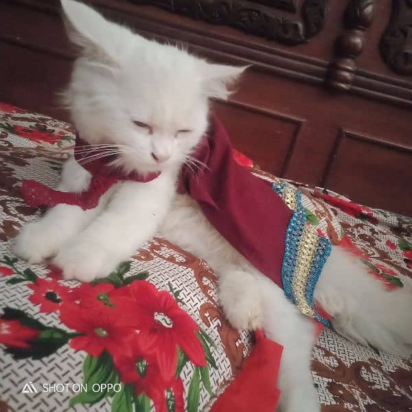 parsian cat fully vaccinated litter trained 2