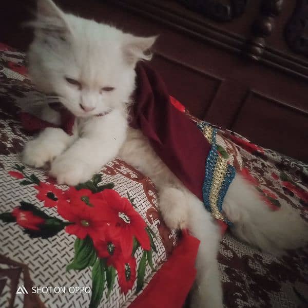 parsian cat fully vaccinated litter trained 3