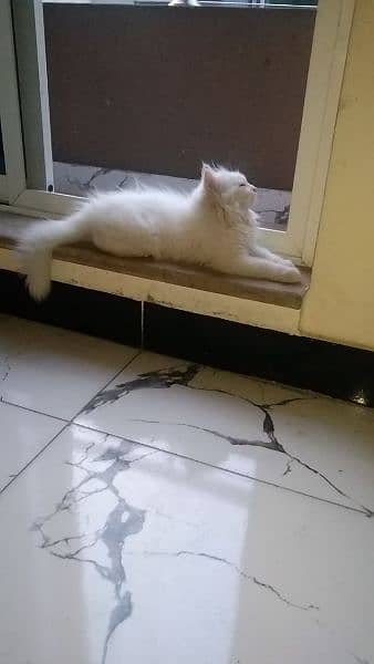 parsian cat fully vaccinated litter trained 4