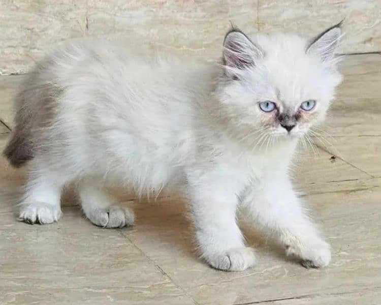 Persian Cat 3