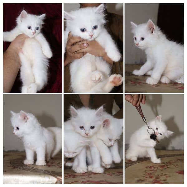 Persian Cat 4