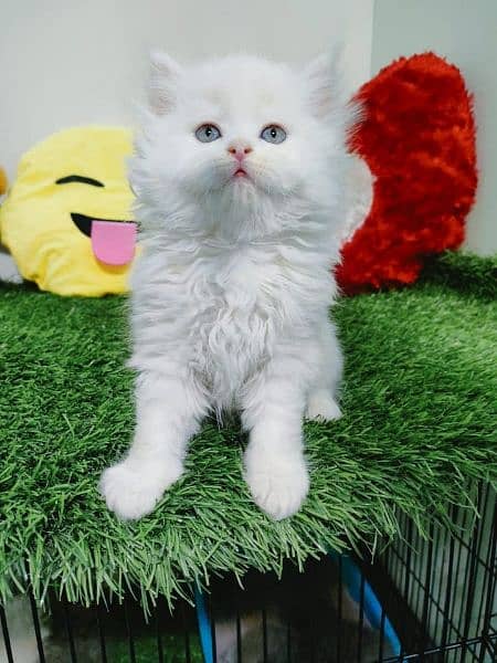 Persian Cat 5