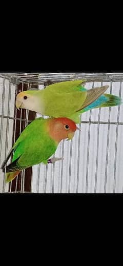 Beautiful Colourfull Love birds , lovebirds Pairs SEE DISCEIPTION