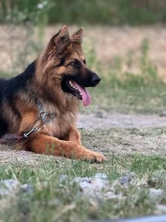 German shepherd Male puppy (Known with JECK) for sale