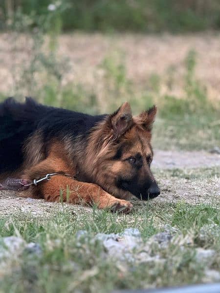 German shepherd Male puppy (Known with JECK) for sale 1