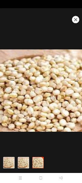 Quinoa seed 2