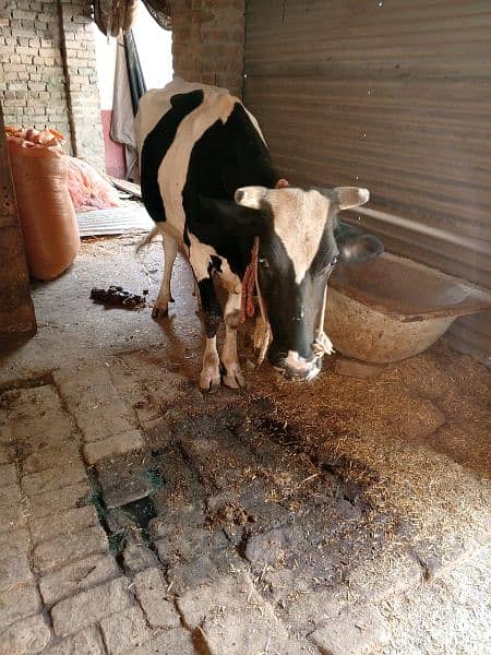 cow for sale 1