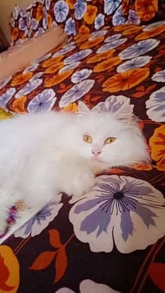 persian cat for sale