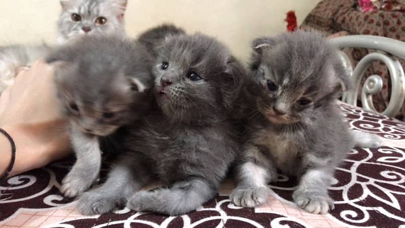 20 days old kittens are on booking after 20 days dilevery 0