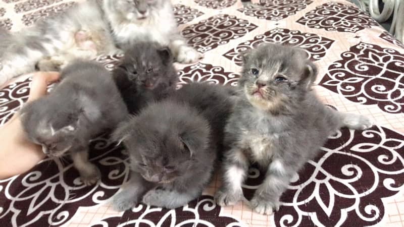 20 days old kittens are on booking after 20 days dilevery 1