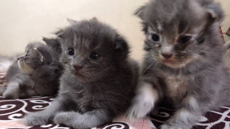 20 days old kittens are on booking after 20 days dilevery 2