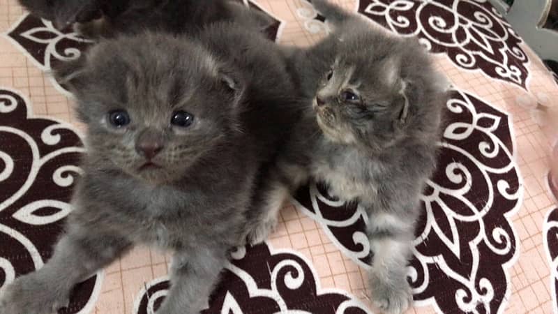 20 days old kittens are on booking after 20 days dilevery 3
