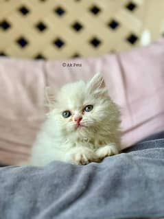 Persian kittens and cats available Whatsapp Number 03257190302