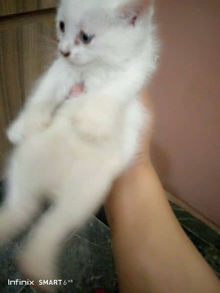 Persian kittens for sale 0