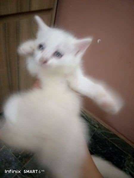 Persian kittens for sale 2