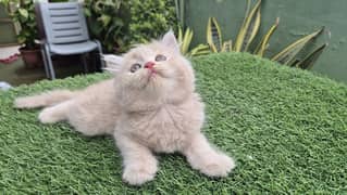 Pure Persian Triple Kitten