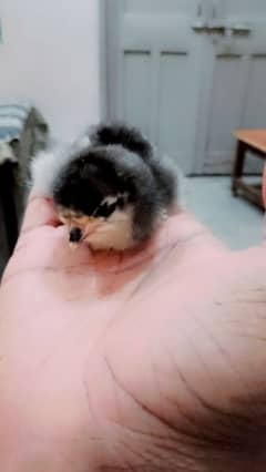 Pure Australorp chicks available