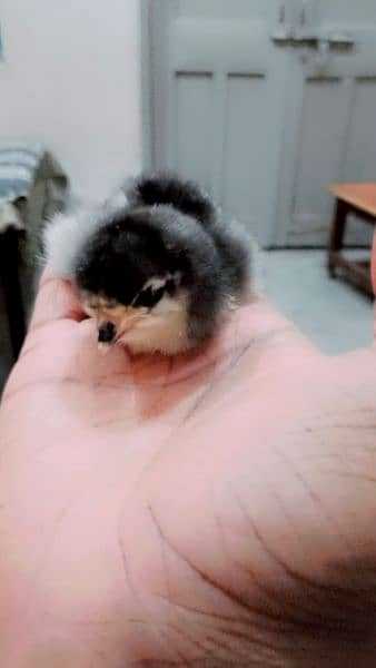 Pure Australorp chicks available 0